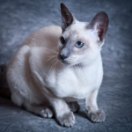 Pure Siamese Blue Point