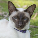 Pure Siamese Chocolate Point