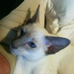 Pure Siamese Lilac Point
