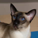Pure Siamese Seal Point