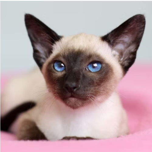 kittens-08